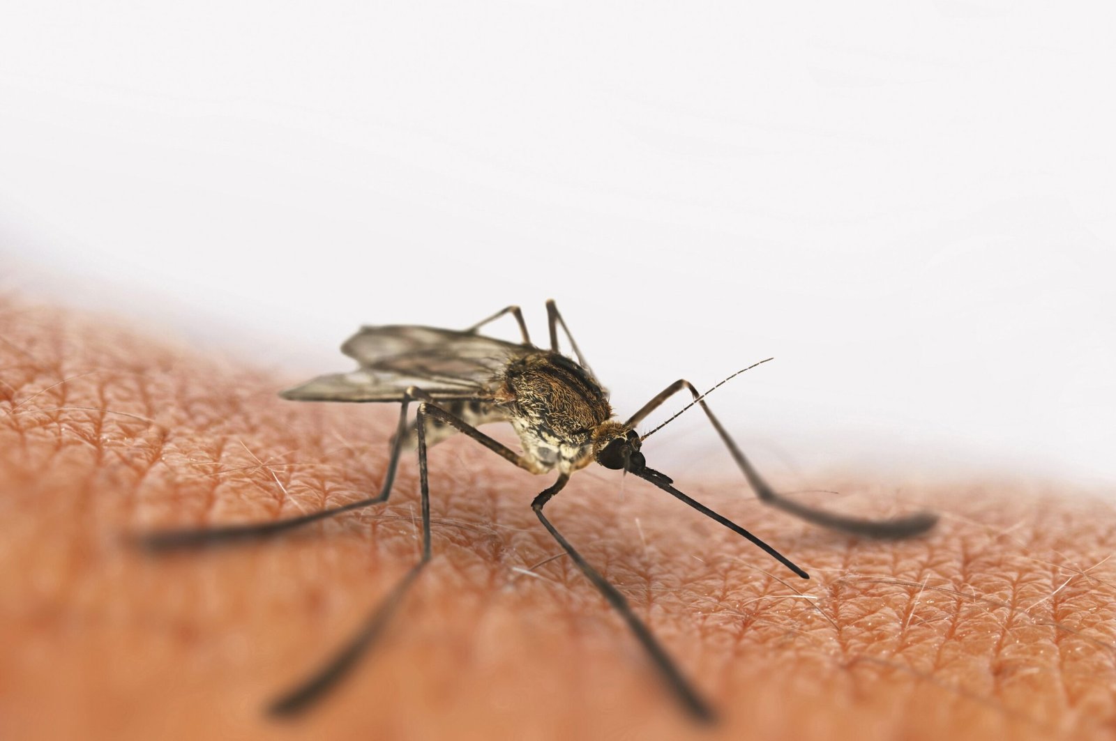 Malaria