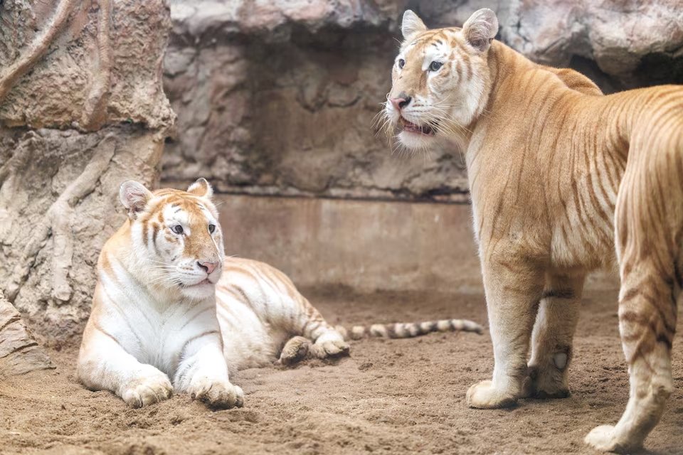 Rare golden tigresses Ava and Luna lie in a cage at Chiang Mai Night Safari, in Chiang Mai province, Thailand