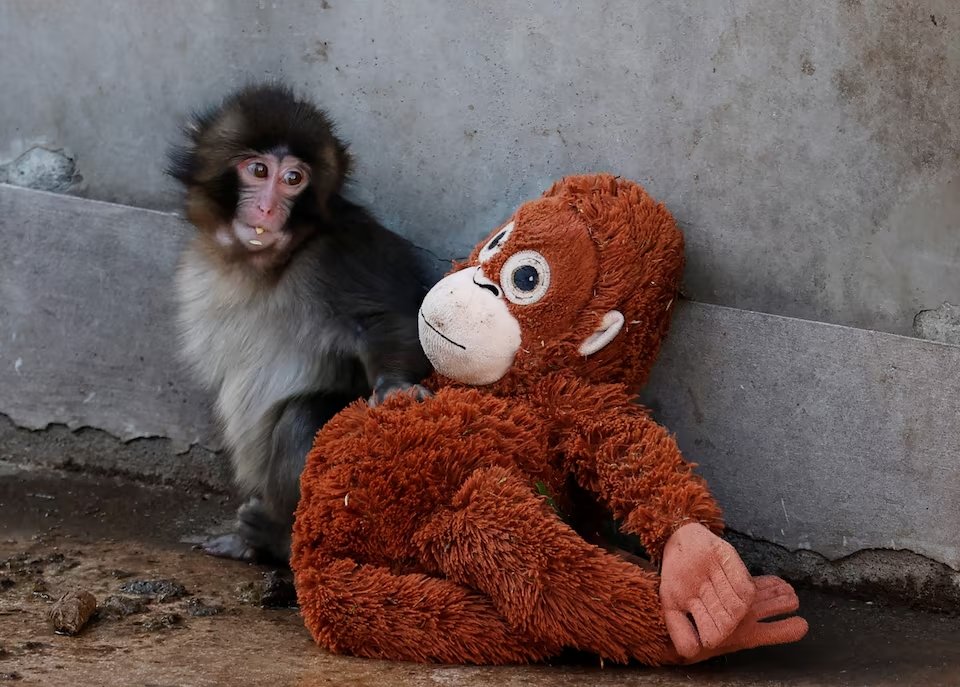 Lonely baby monkey forms unlikely bond with stuffed toy, drawing crowds at zoo